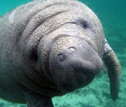 Manatee Up Close.Camera olympus c-5050, Ikelite Housing,W... by Ray Eccleston 